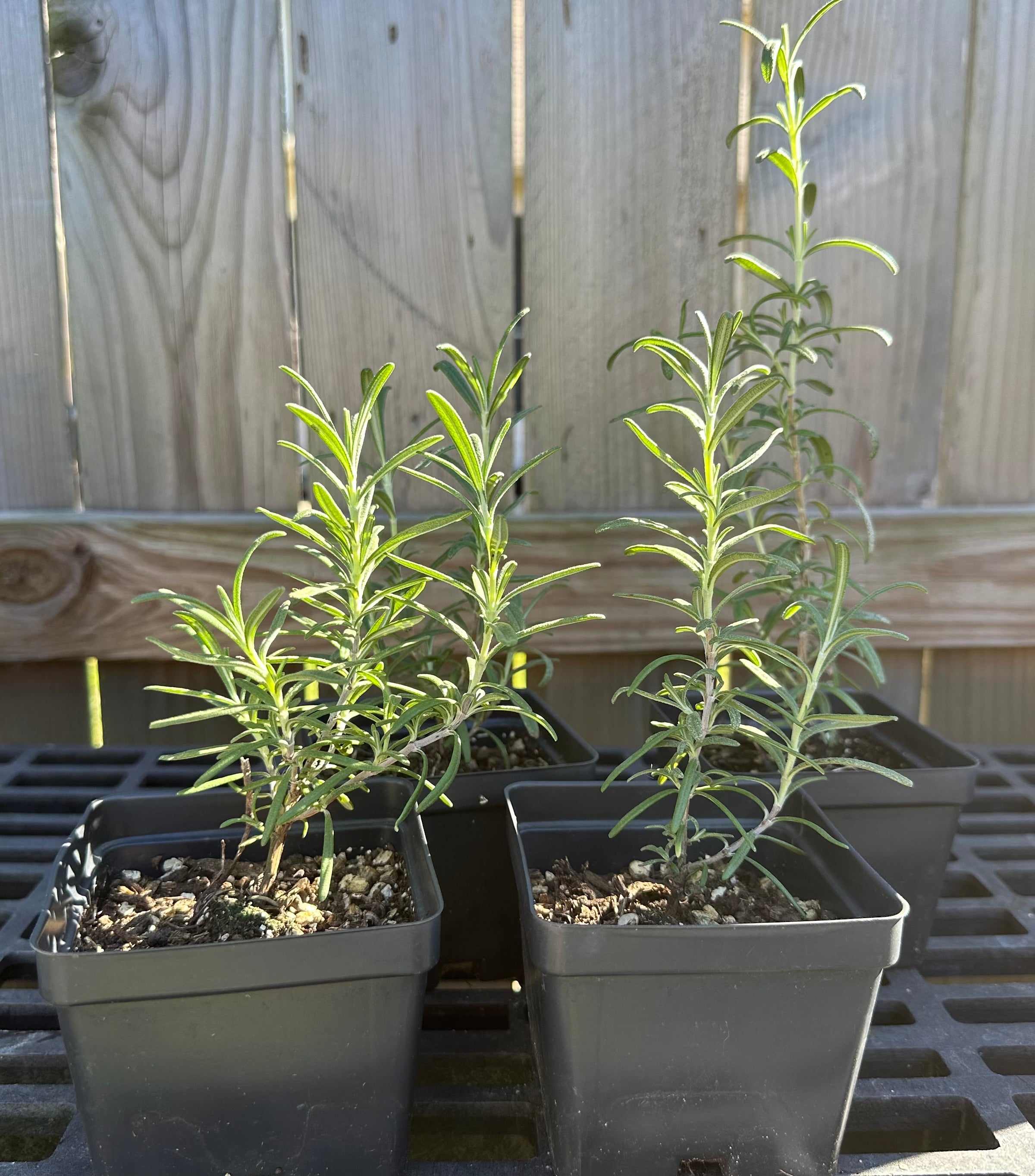 Rosemary, Upright Organic | The Dirty Gardener, LLC